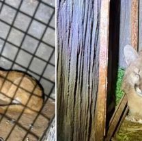 ¡Gritos en el barrio! Norteño encontró un puma en el fondo de su casa