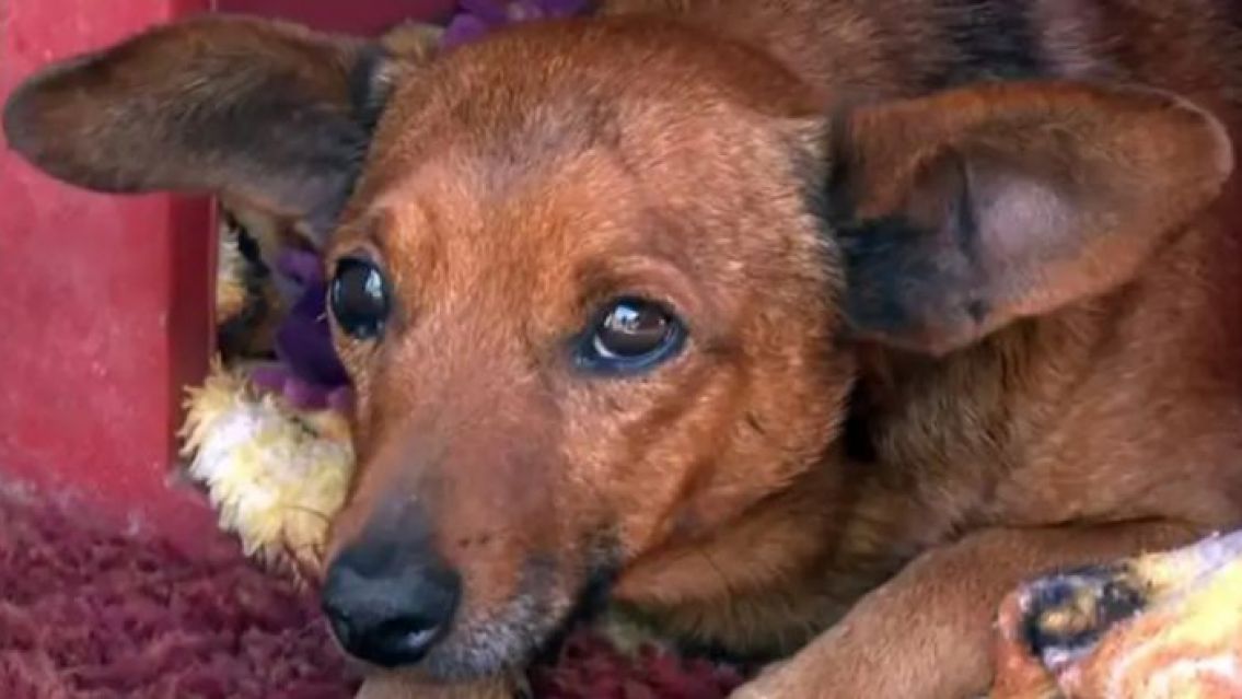 Perrito conmovió a todos en pleno velorio: caminó sin parar para despedirse de su dueño