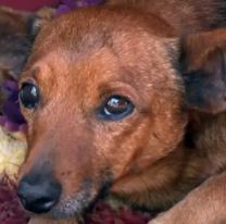 Perrito conmovió a todos en pleno velorio: caminó sin parar para despedirse de su dueño