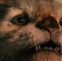 ¿El chupacabras en Salta?: encontraron varias ovejas y vacas muertas en el campo