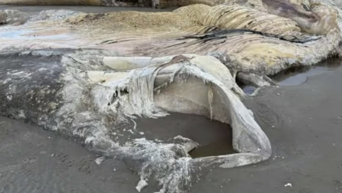 Mucho miedo: encontraron un cadáver al costado del agua