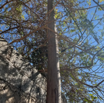 Vecinos aterrados con un cable suelto y electrificado: denuncian que la muni no se hizo cargo