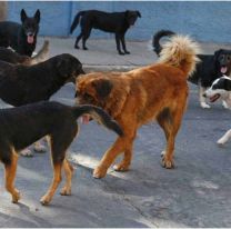 Advierten que Alto Comedero es la zona con más animales de la capital