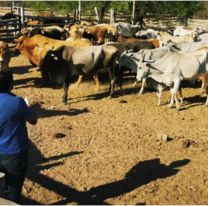 Cayeron tres jujeños por robo de ganado: cárcel y multa millonaria