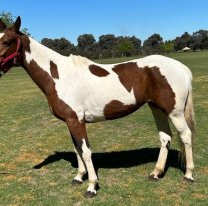 Jujeño quiso comprar un caballo por Face, pagó y nunca se lo enviaron