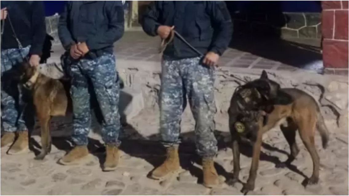 Conmovedor rescate: perro polic�a encontr� a un juje�ito que estaba perdido