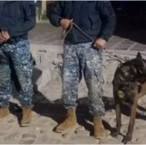 Conmovedor rescate: perro policía encontró a un jujeñito que estaba perdido