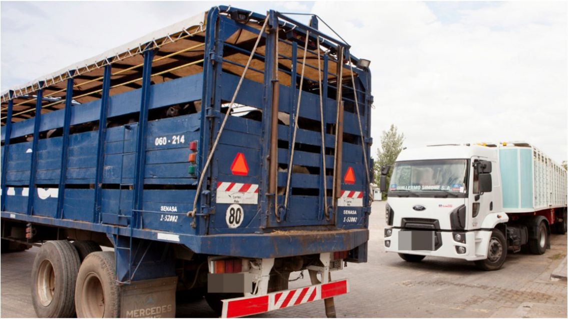 Nuevas reglas para el transporte de animales: qué dispuso SENASA