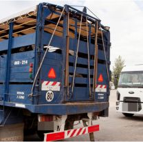 Nuevas reglas para el transporte de animales: qué dispuso SENASA