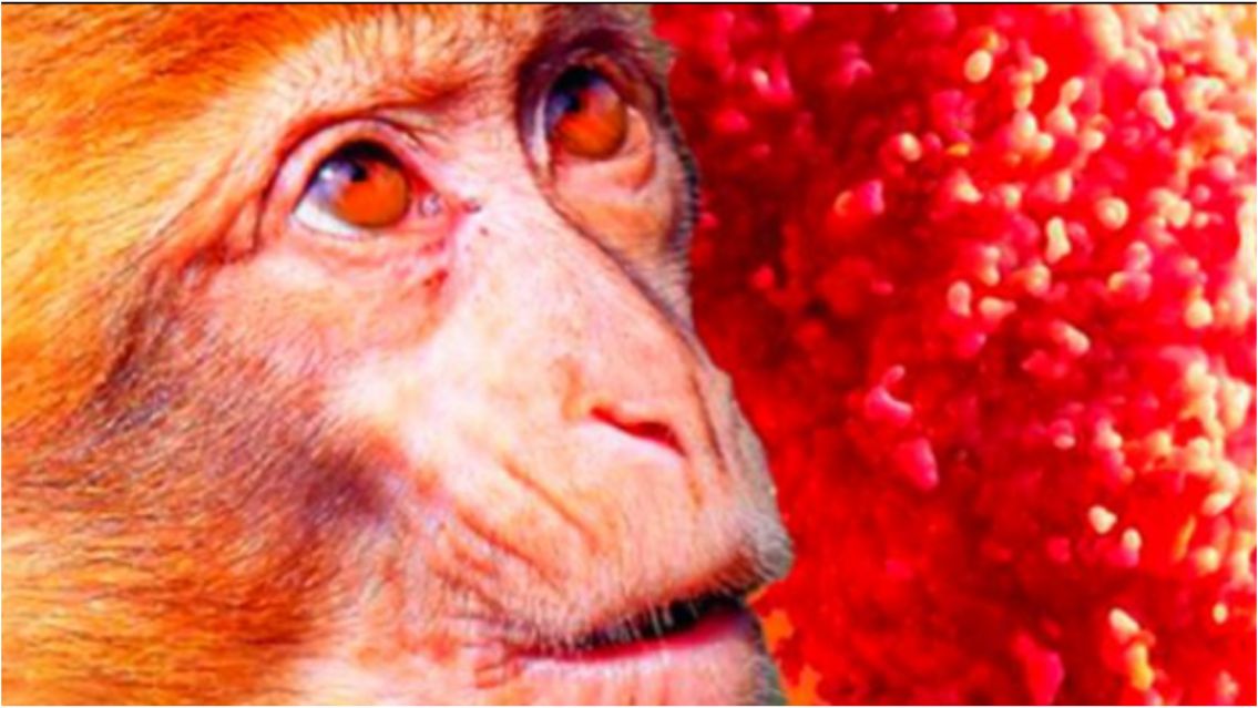 Viruela del mono: confirman casos en Salta y alertan a Jujuy por los cuidados