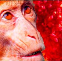 Viruela del mono: confirman casos en Salta y alertan a Jujuy por los cuidados