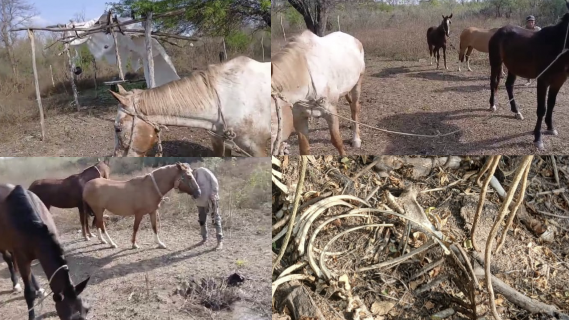 Ola de robos de caballos y chanchos, en Vinalito y El Talar ya no saben qué hacer