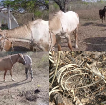 Ola de robos de caballos y chanchos, en Vinalito y El Talar ya no saben qué hacer