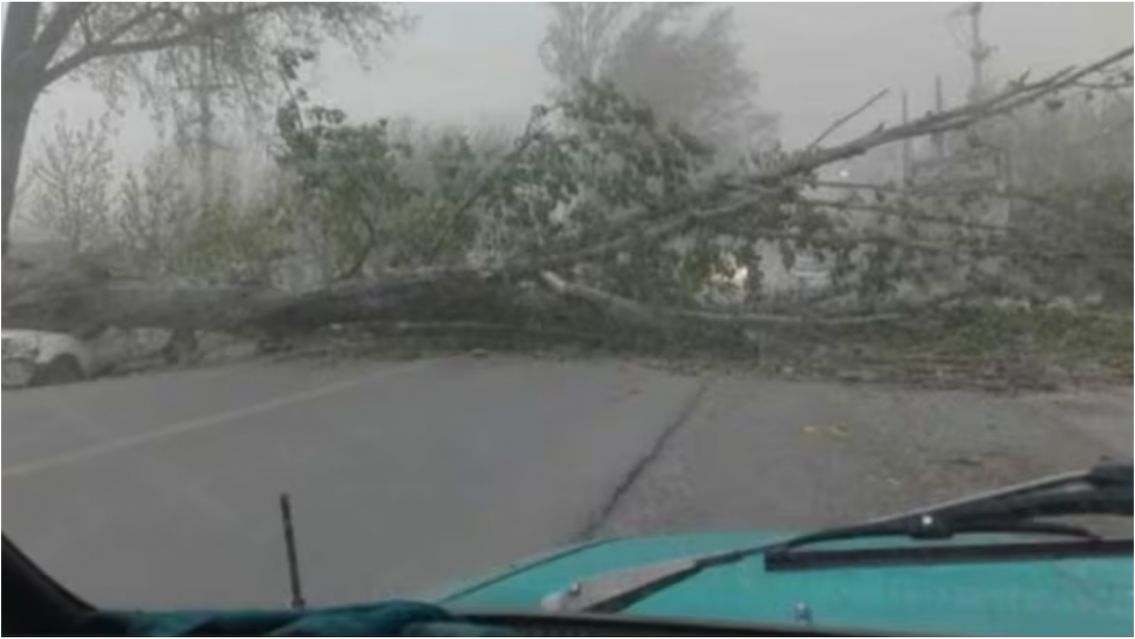 Iba en auto, se cayó un árbol y murió: terrible temporal en Mendoza