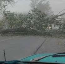 Iba en auto, se cayó un árbol y murió: terrible temporal en Mendoza