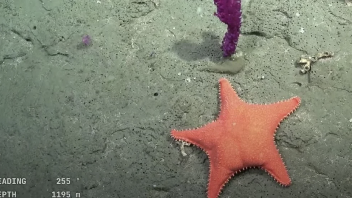 Comienza una nueva expedición del CONICET a 500 kilómetros de profundidad