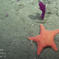 Comienza una nueva expedición del CONICET a 500 kilómetros de profundidad