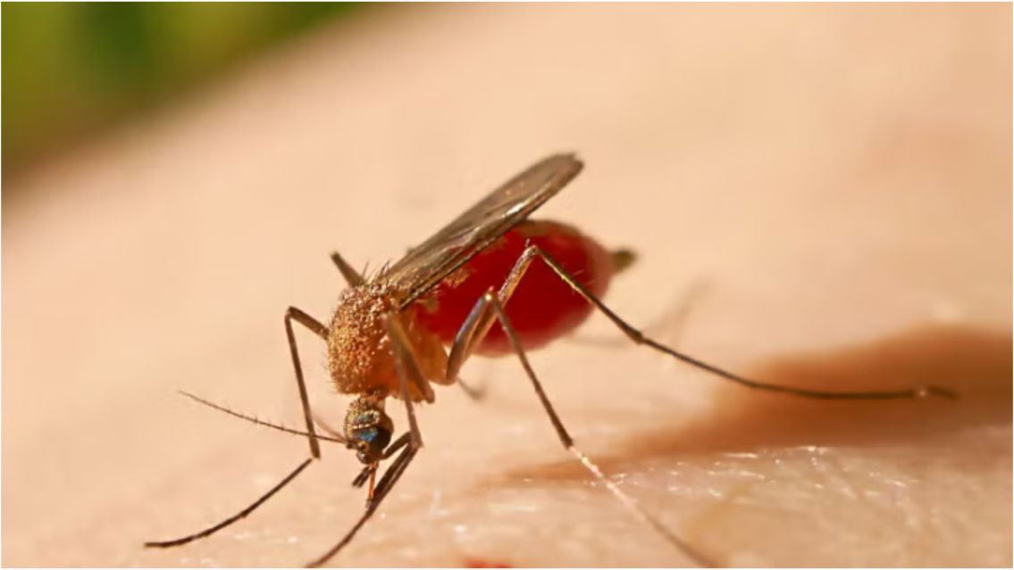 Fiebre amarilla en Jujuy: recomiendan la vacuna en estas zonas