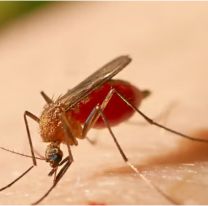 Fiebre amarilla en Jujuy: recomiendan la vacuna en estas zonas