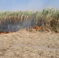 Hombre provoc&oacute; incendio de ca&ntilde;averales y ahora deber&aacute; pagar una fortuna los Bomberos