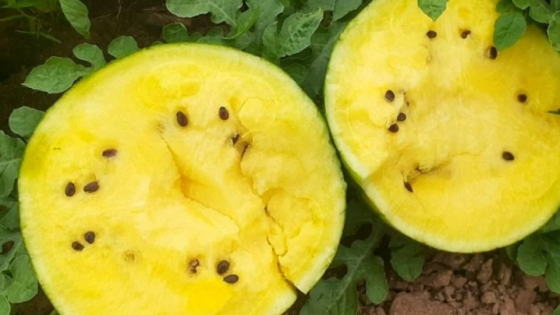 La sandía amarilla, el tesoro saludable que solo se consigue en Jujuy