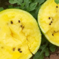 La sandía amarilla, el tesoro saludable que solo se consigue en Jujuy