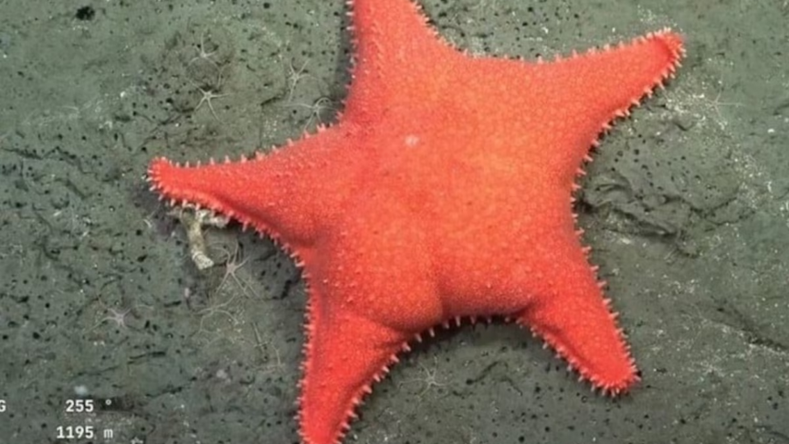 C�mo y d�nde ver el nuevo streaming del CONICET: en el sur del pa�s