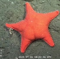 Cómo y dónde ver el nuevo streaming del CONICET: en el sur del país