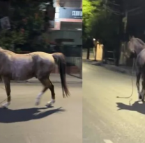 Un caballo desató el caos en plena avenida Fascio