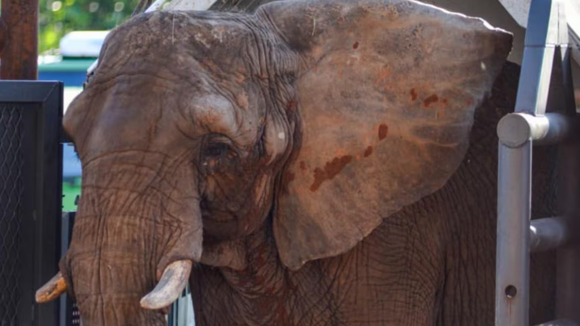 Murió Pupy, la última elefanta liberada de un zoológico del país: estaba en Brasil