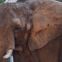 Murió Pupy, la última elefanta liberada de un zoológico del país: estaba en Brasil