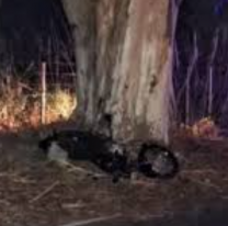 "Traumatismo craneal grave": jovencito jujeño lucha por su vida tras chocar con un árbol