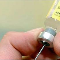 Alerta sanitaria: expertos advierten por riesgo de fiebre amarilla en Argentina