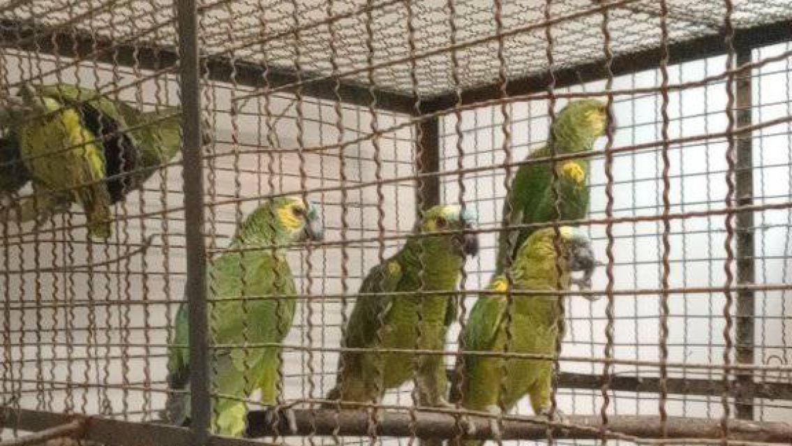 Doce loros fueron rescatados tras un intento de venta ilegal en La Esperanza