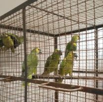 Doce loros fueron rescatados tras un intento de venta ilegal en La Esperanza