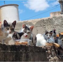 Vecinos denuncian horribles hechos contra gatitos desaparecidos