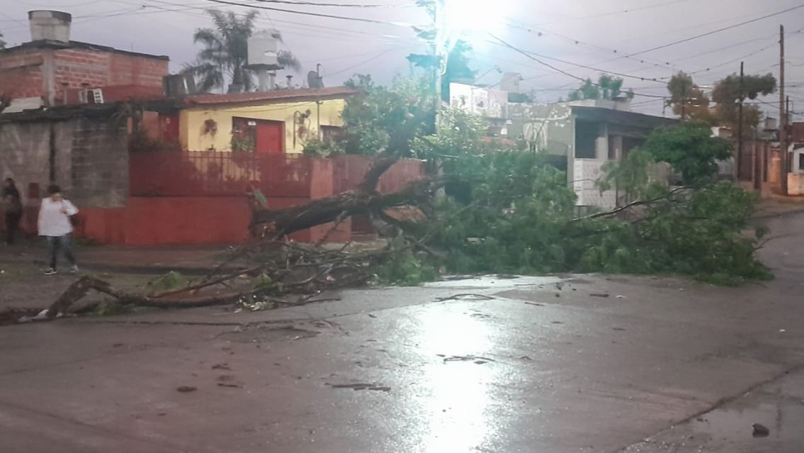 Un árbol sin podar cayó durante la tormenta y dejó sin luz a todo un barrio