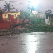 Un árbol sin podar cayó durante la tormenta y dejó sin luz a todo un barrio