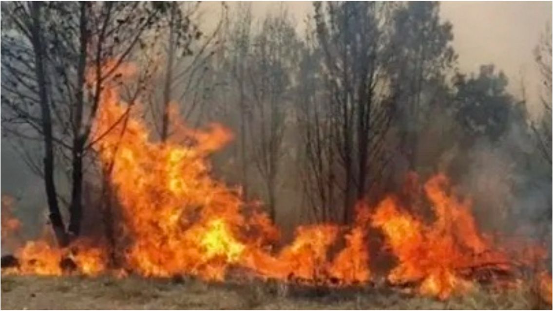 Azucareros habrían sido obligados a apagar incendios sin capacitación