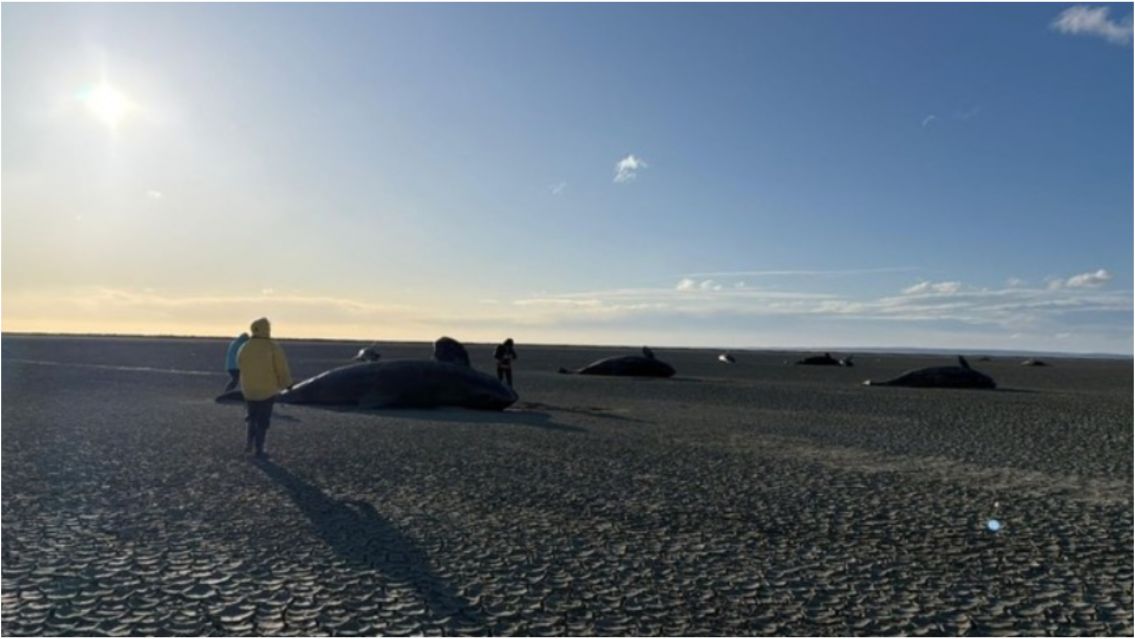 Inexplicable tragedia en Tierra del Fuego: 26 orcas aparecieron muertas