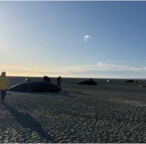 Inexplicable tragedia en Tierra del Fuego: 26 orcas aparecieron muertas