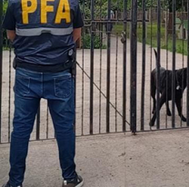 Medida insólita en el norte: perro mordio a una nena y allanaron la casa de los dueños