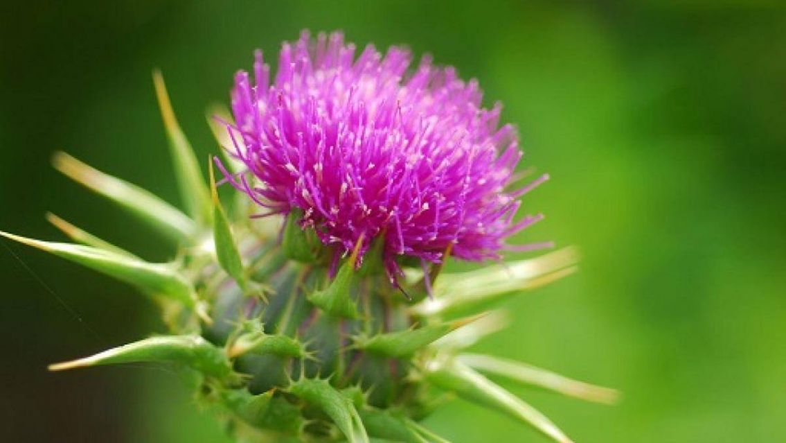 La planta que crece en bald�os y tiene m�ltiples beneficios para el h�gado, la piel y la digesti�n