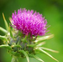 La planta que crece en baldíos y tiene múltiples beneficios para el hígado, la piel y la digestión