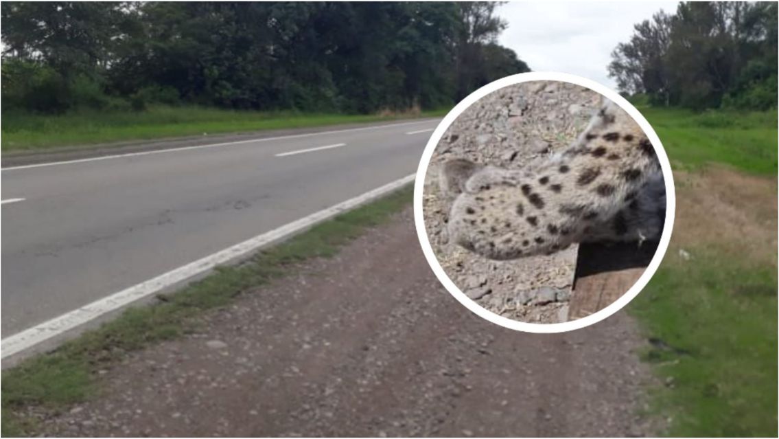 Encontraron muerto un animal en peligro de extinción sobre la ruta 34