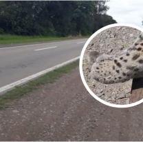 Encontraron muerto un animal en peligro de extinción sobre la ruta 34