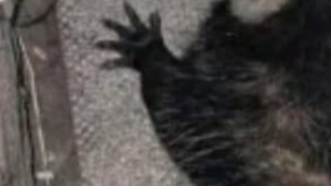 Tensión en colegio jujeño: escucharon gritos desgarradores desde dentro de un árbol