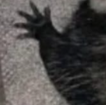 Tensión en colegio jujeño: escucharon gritos desgarradores desde dentro de un árbol