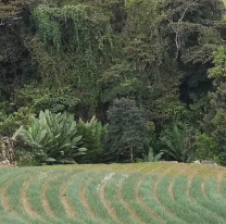 URGENTE: hallaron restos &oacute;seos en una finca norte&ntilde;a