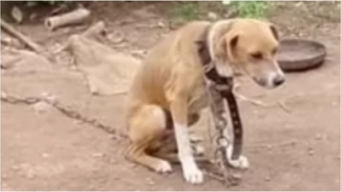 Rescataron a un perrito abandonado que luchaba por su vida